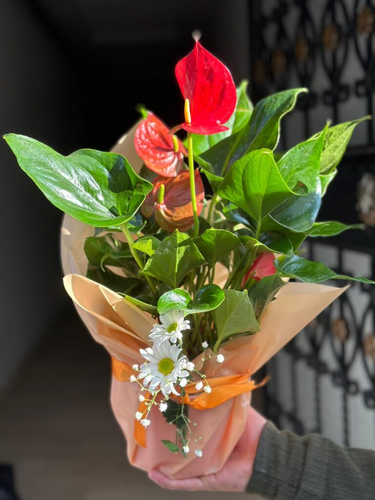 Dörtyol Canlı Saksı Çiçeği